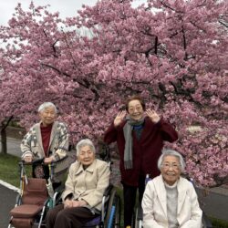 河津桜🌸